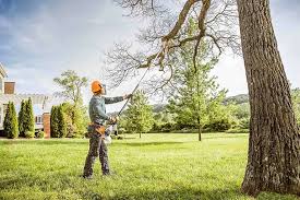 Best Tree Health Inspection  in Junction, TX