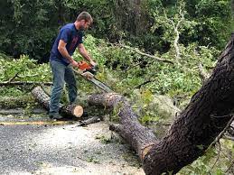 Why Choose Our Tree Removal Services in Junction, TX?