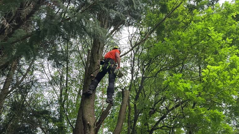 Best Tree and Shrub Care  in Junction, TX