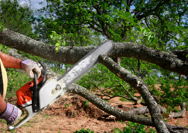 Best Tree Disease Treatment  in Junction, TX