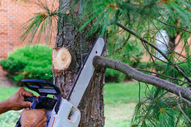 Best Hazardous Tree Removal  in Junction, TX